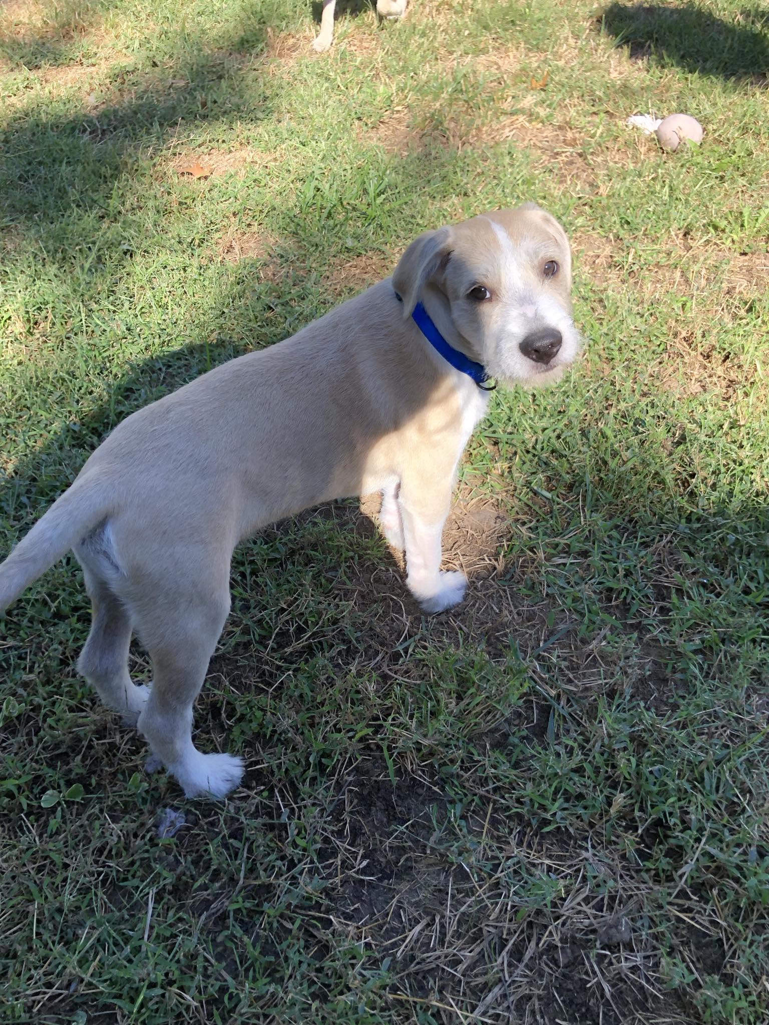 Luke, a Adoptable mixed breed in Overland Park, KS image 4/5