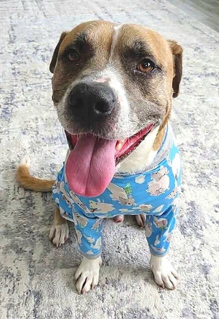 POGI, Adoptable, Adult Male Mastiff & Mixed Breed.