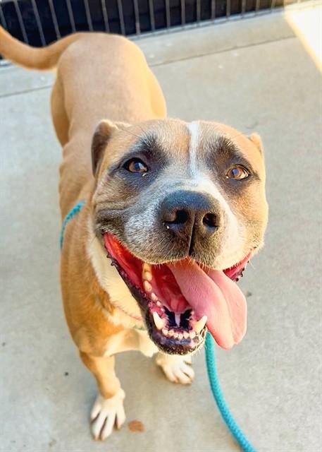 Enlarge POGI, a Adoptable mixed breed in Sacramento, CA image 1/1