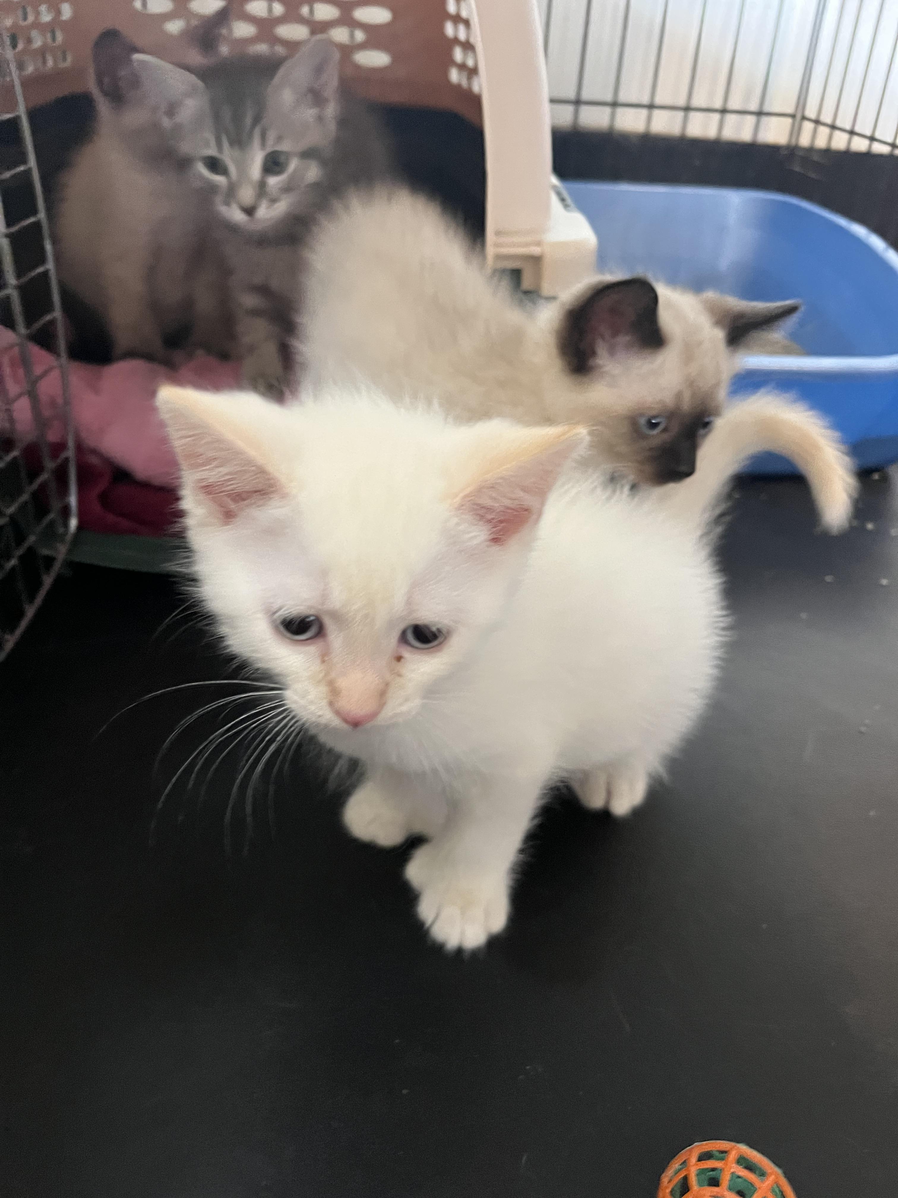 Pistachio, a Adopted mixed breed in Chambly, QC image 1/3