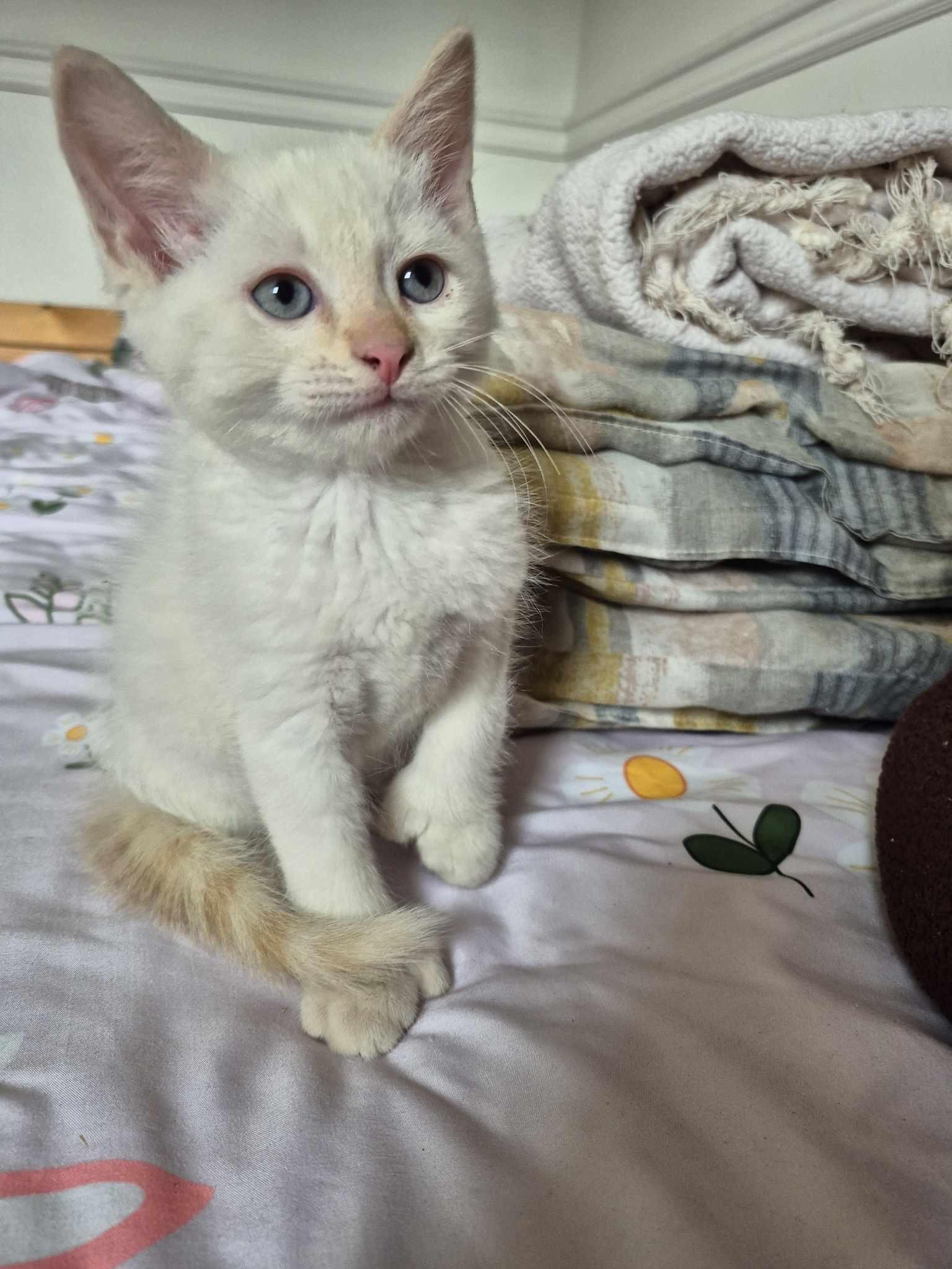 Pistachio, Adopted, Kitten Male Siamese & Domestic Short Hair.