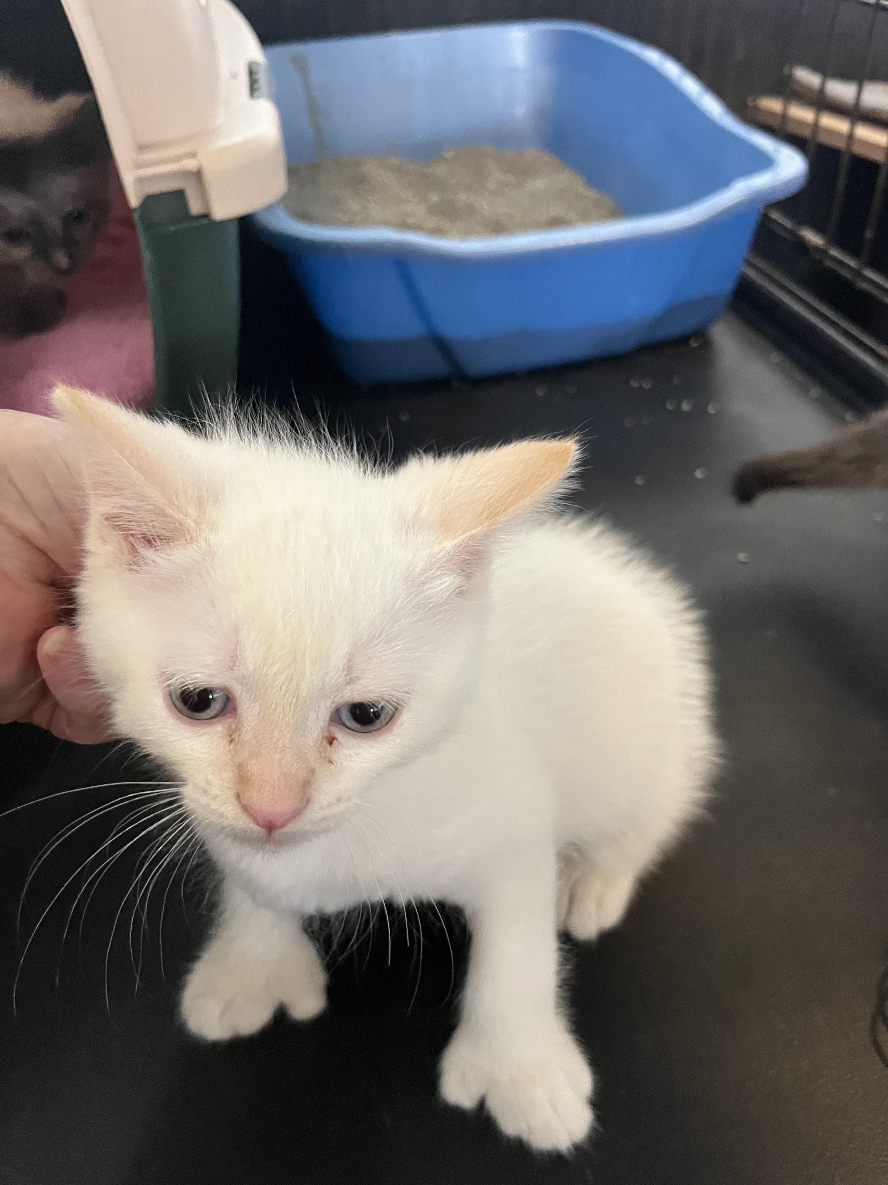 Pistachio, a Adopted mixed breed in Chambly, QC image 3/3