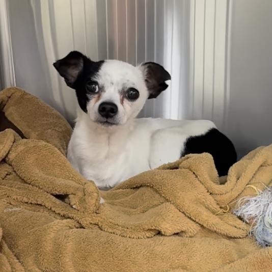 Enlarge Oliver, a Adoptable mixed breed in Bend, OR image 1/6