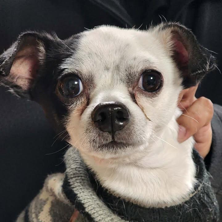 Enlarge Oliver, a Adoptable mixed breed in Bend, OR image 2/6