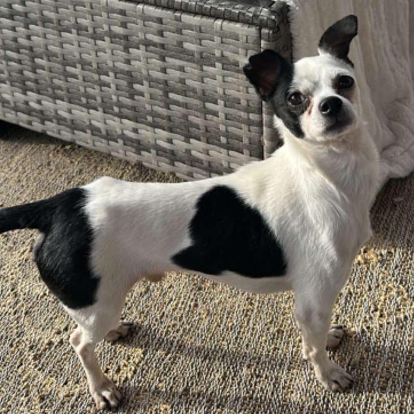 Enlarge Oliver, a Adoptable mixed breed in Bend, OR image 3/6