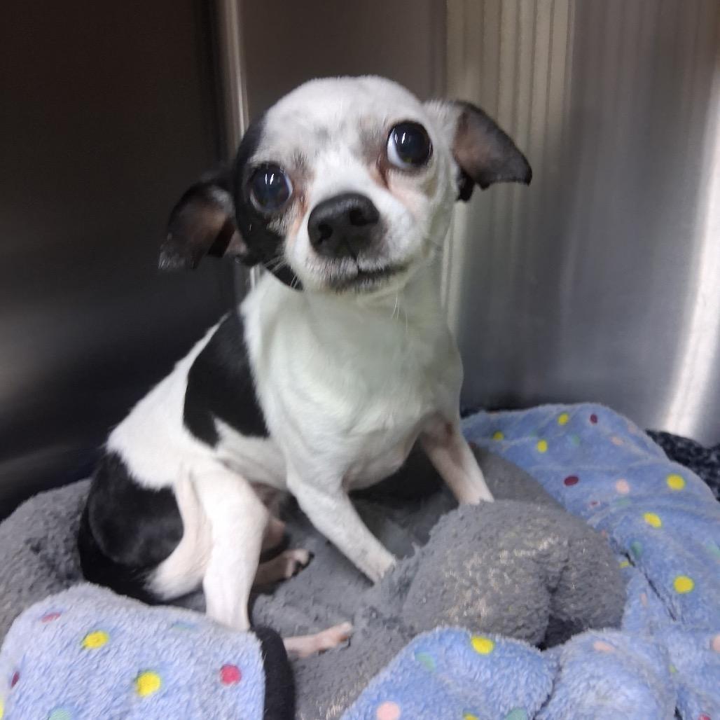 Enlarge Oliver, a Adoptable mixed breed in Bend, OR image 4/6