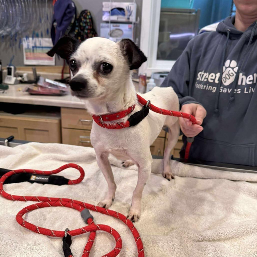 Enlarge Oliver, a Adoptable mixed breed in Bend, OR image 5/6