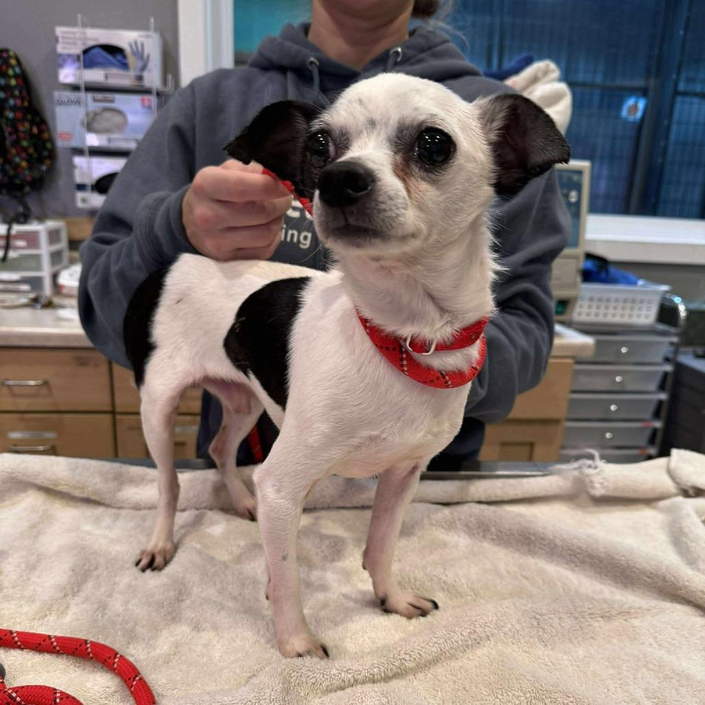 Enlarge Oliver, a Adoptable mixed breed in Bend, OR image 6/6