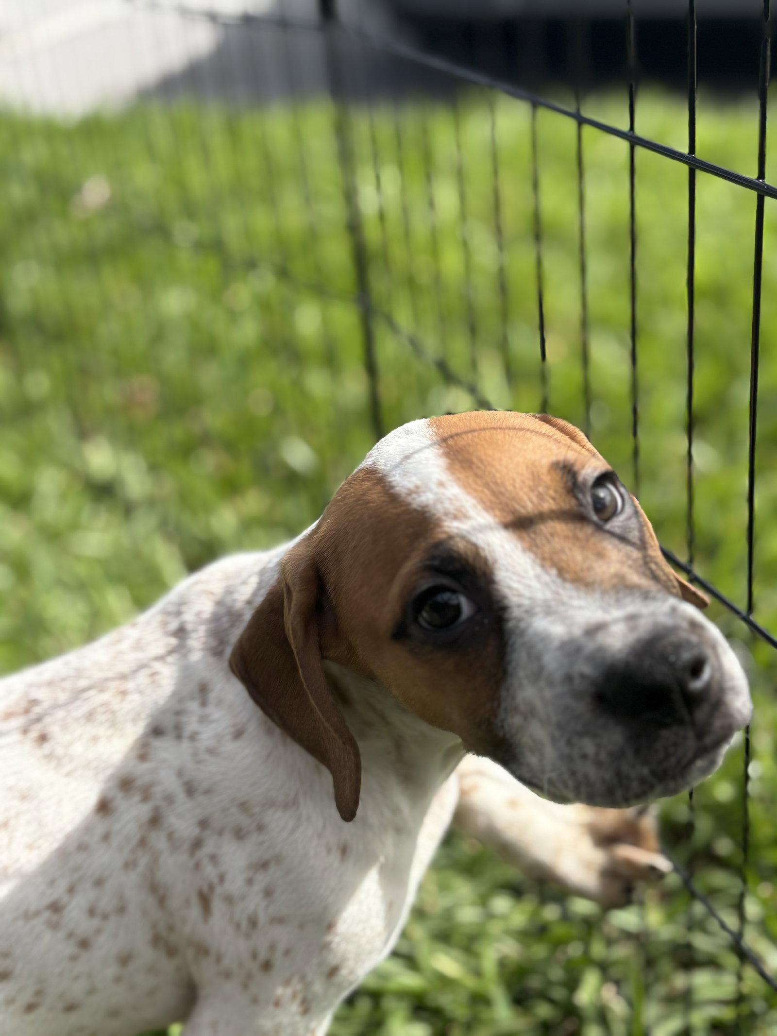 Enlarge Freckles, a Adoptable Beagle in Sanford, FL image 1/2