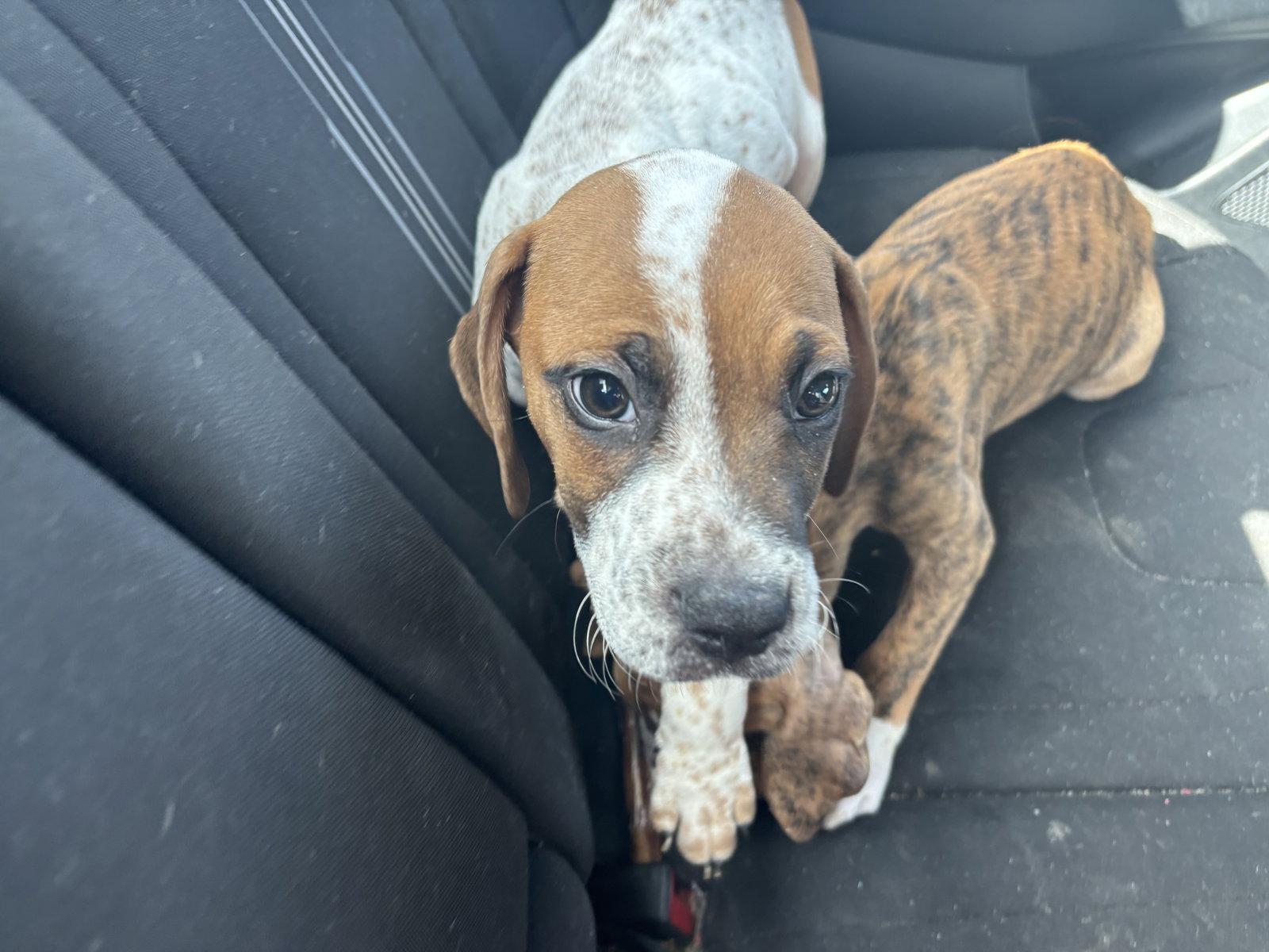 Enlarge Freckles, a Adoptable Beagle in Sanford, FL image 2/2