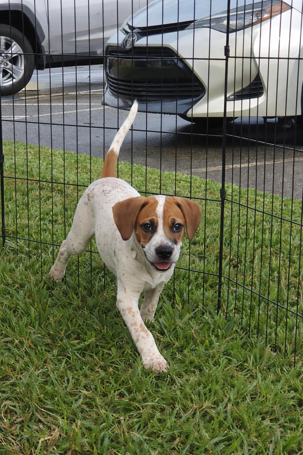 Enlarge Freckles, a Adoptable Catahoula Leopard Dog in Sanford, FL image 3/3