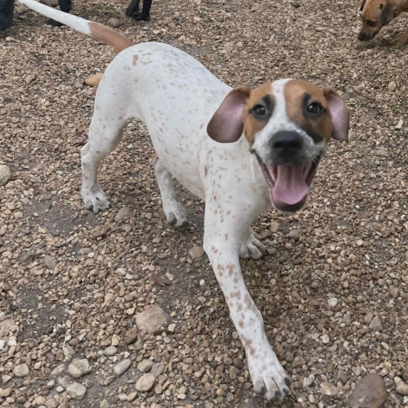 Freckles, a Adoptable mixed breed in Sanford, FL image 3/3