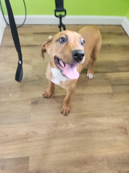 Enlarge Beau, a Adoptable mixed breed in Cleveland, TN image 1/2