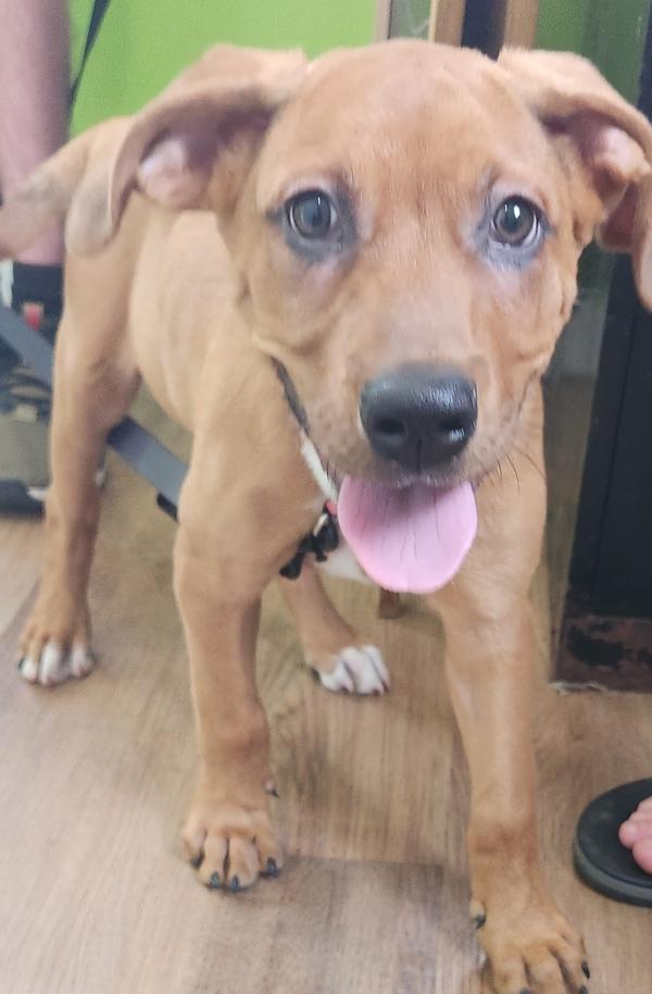 Enlarge Beau, a Adoptable mixed breed in Cleveland, TN image 2/2