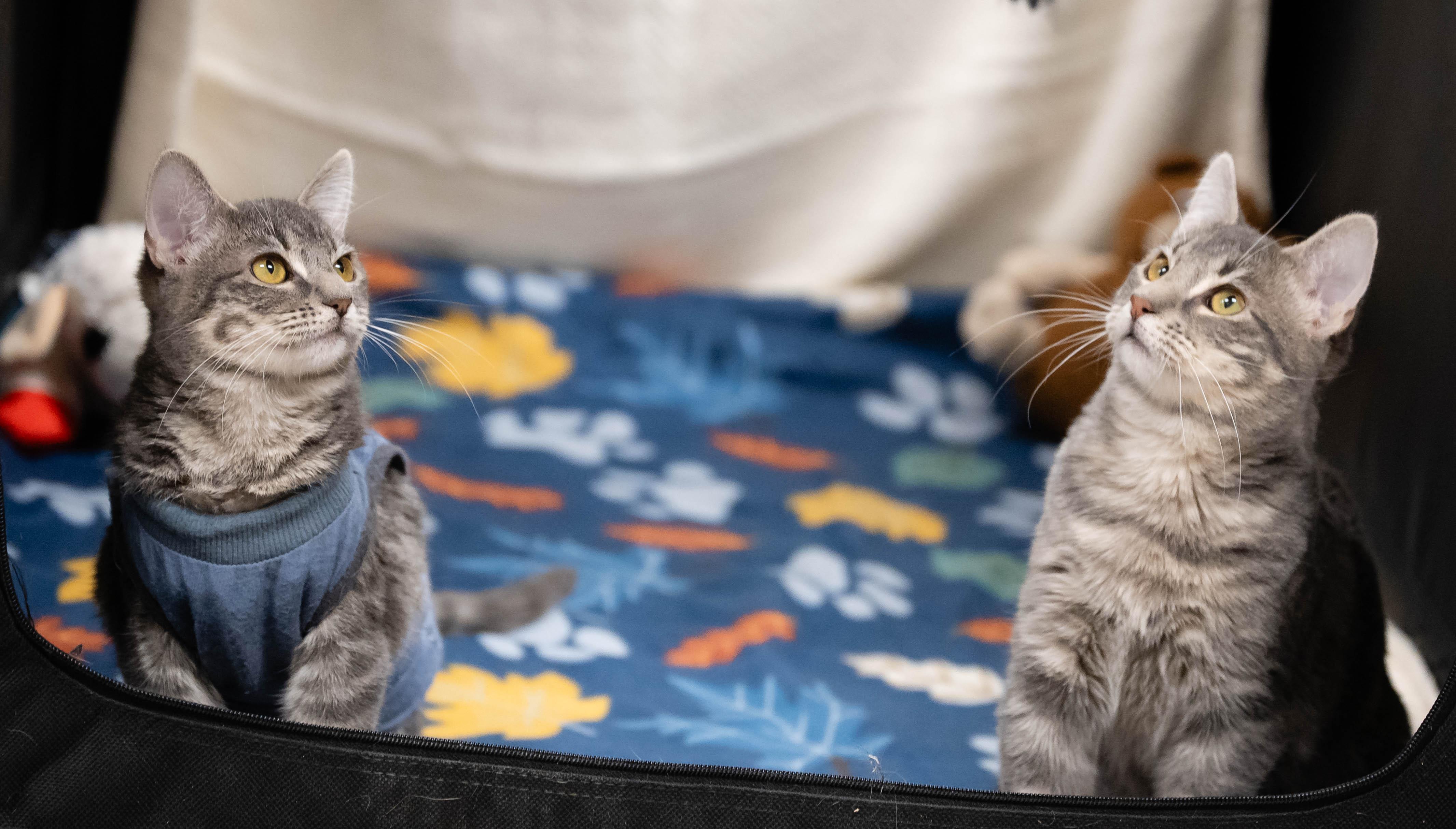 Hansel (Male)l & Gretel (Female) (Bonded Pair)