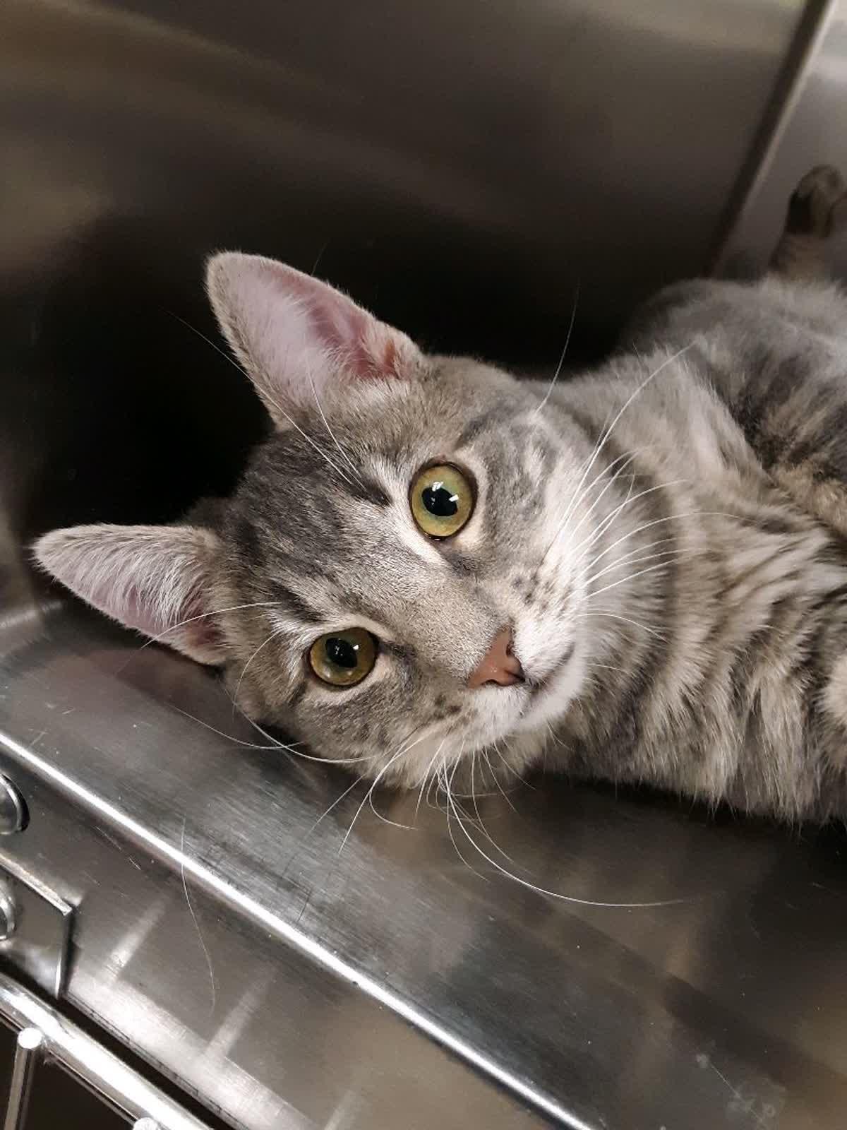 Hansel (Male)l & Gretel (Female) (Bonded Pair)