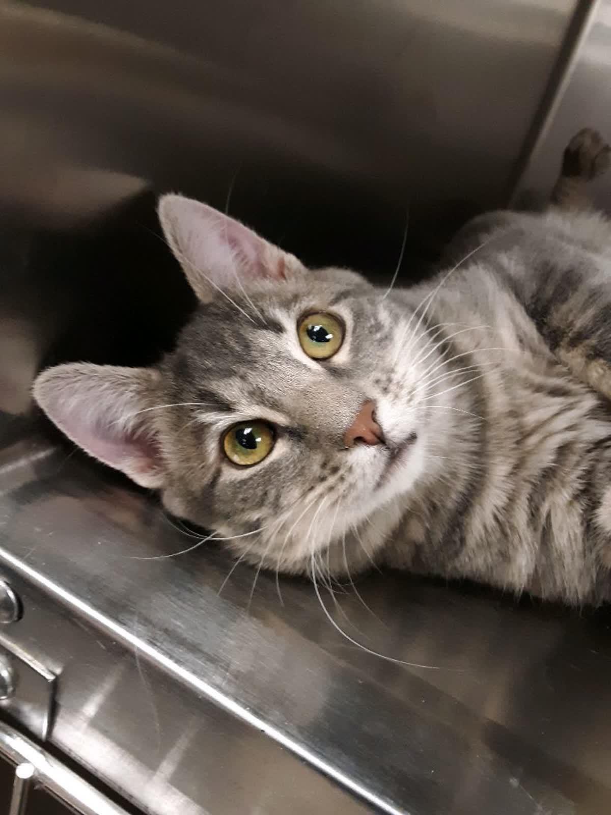 Hansel (Male)l & Gretel (Female) (Bonded Pair)