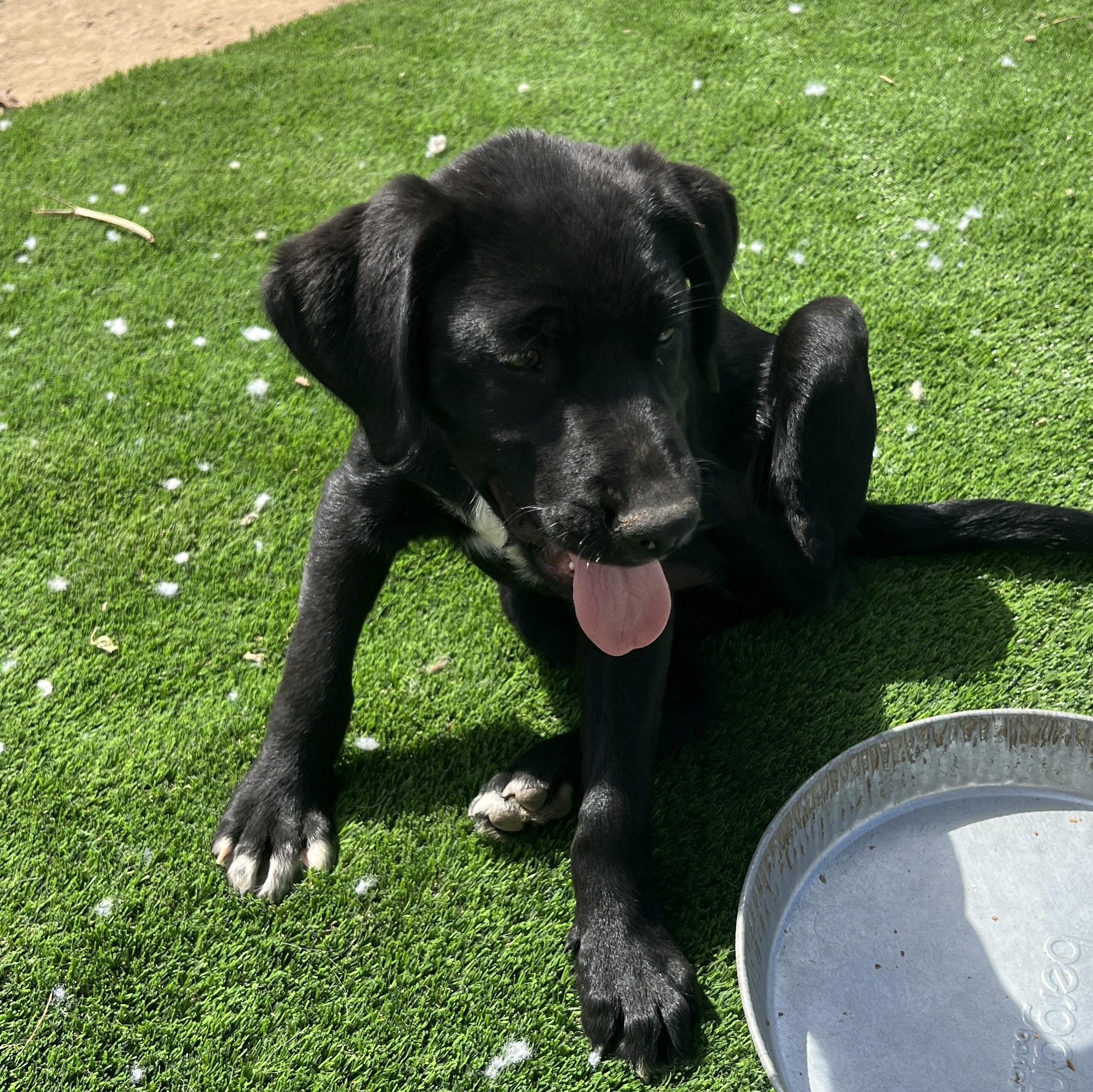 Enlarge Nala, a Adoptable mixed breed in Escondido, CA image 3/6
