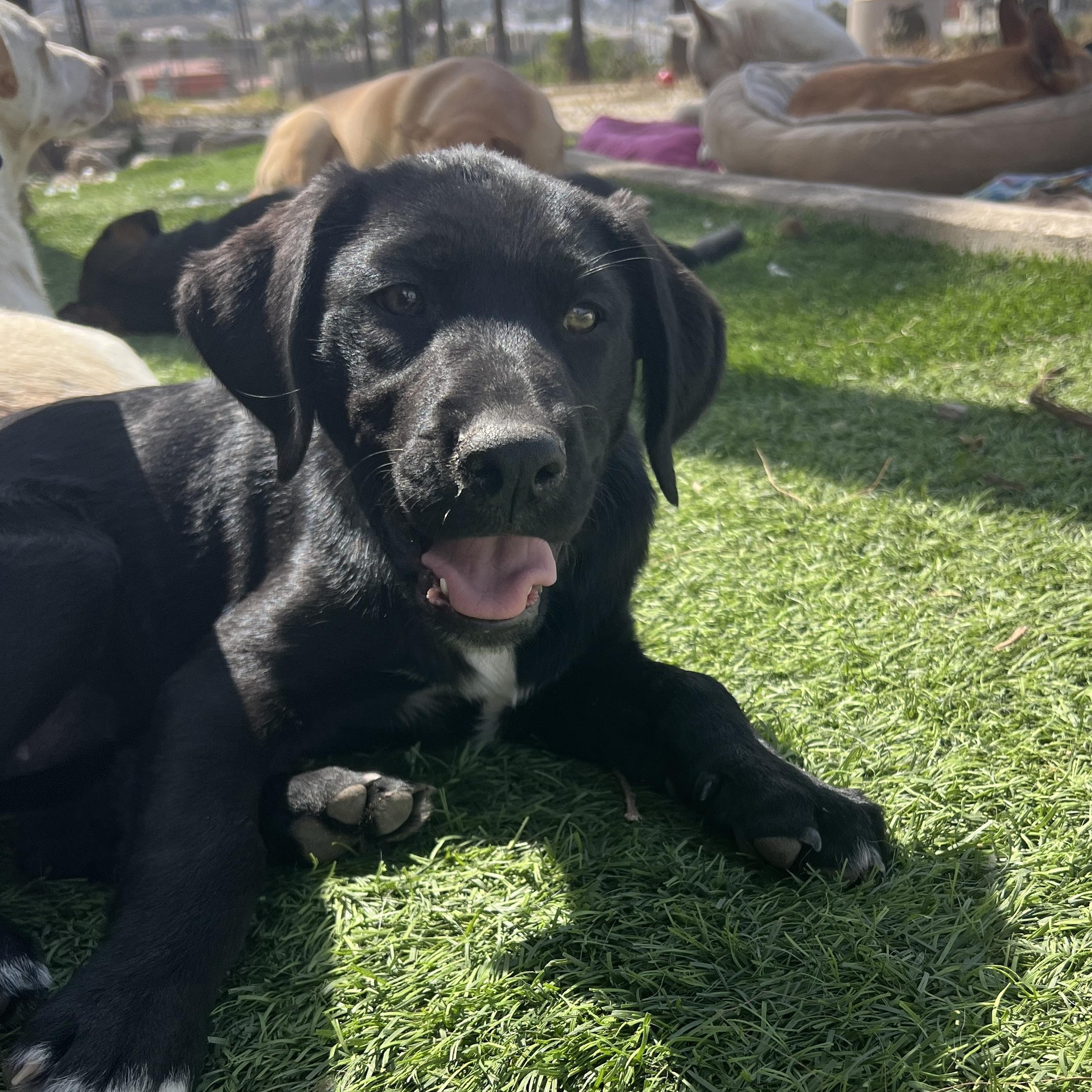 Enlarge Nala, a Adoptable mixed breed in Escondido, CA image 5/6