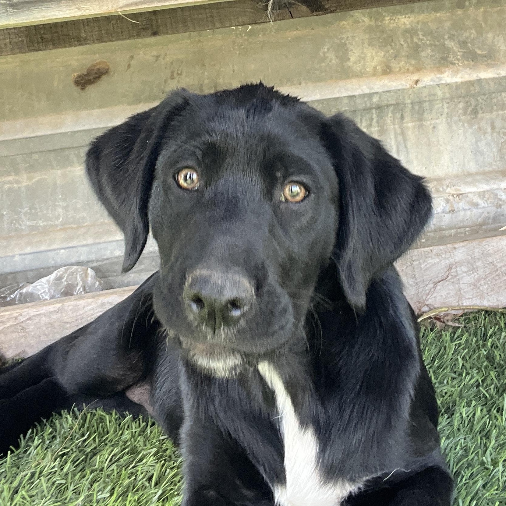 Enlarge Nala, a Adoptable mixed breed in Escondido, CA image 1/6