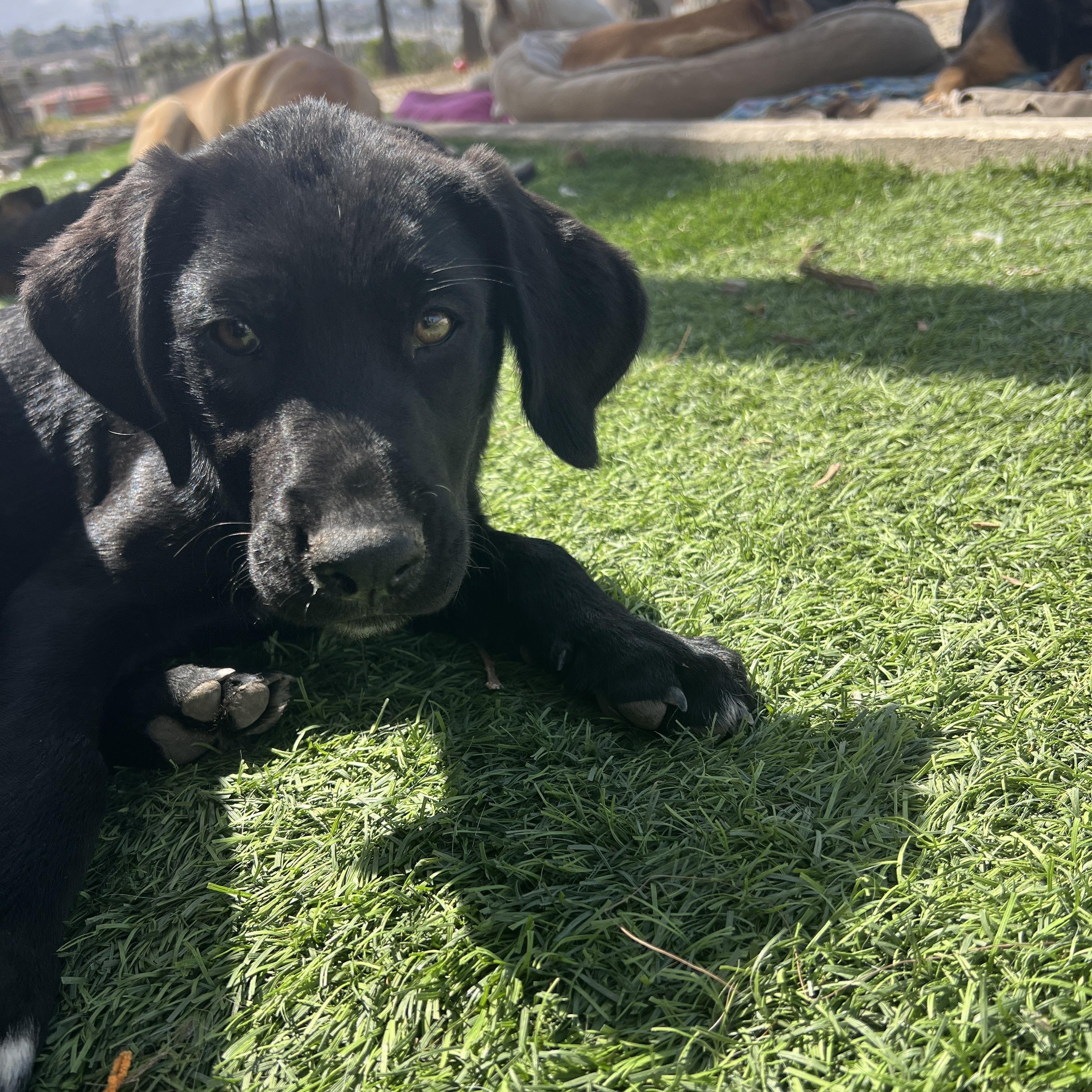 Enlarge Nala, a Adoptable mixed breed in Escondido, CA image 2/6