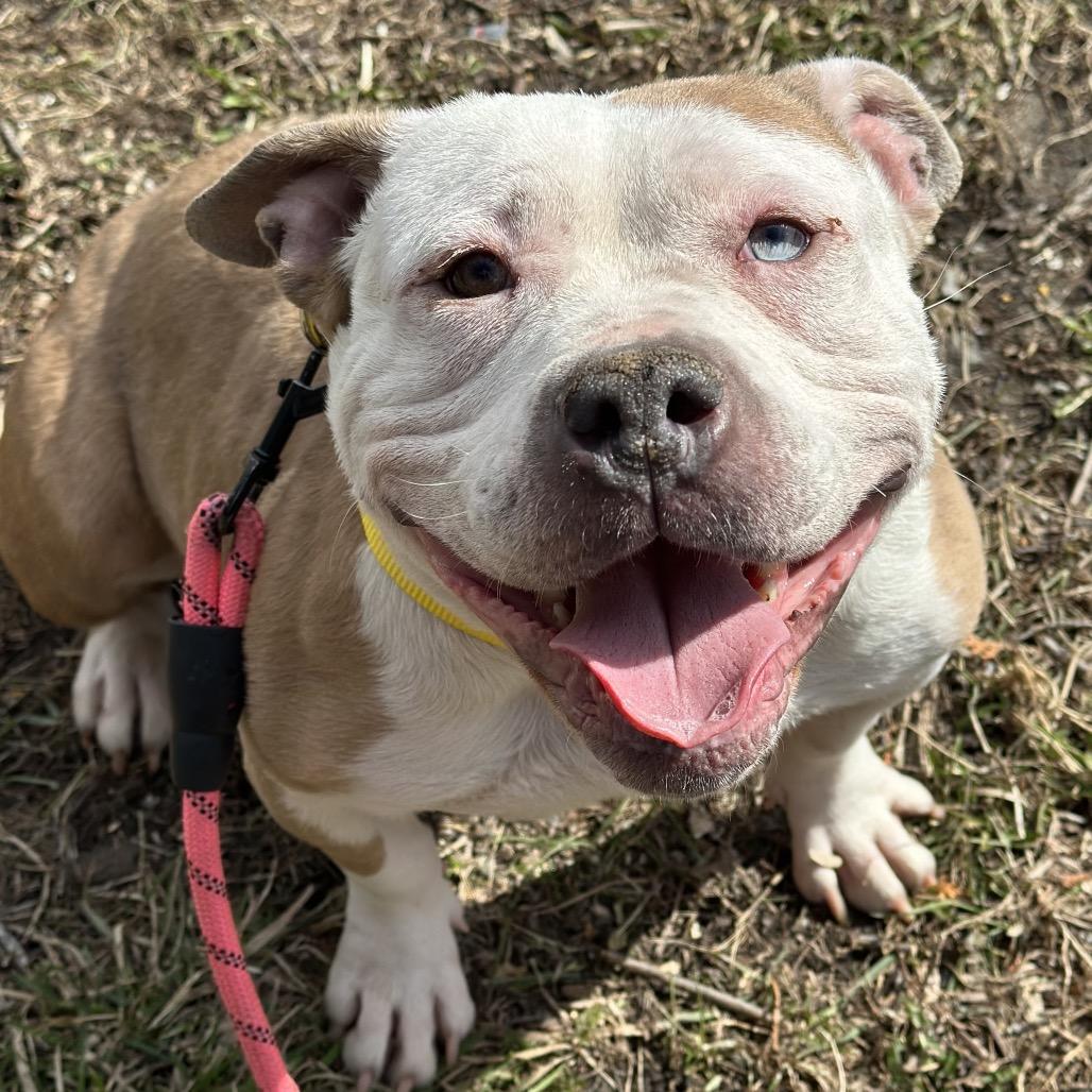 Millie, Adoptable, Adult Female Mixed Breed.