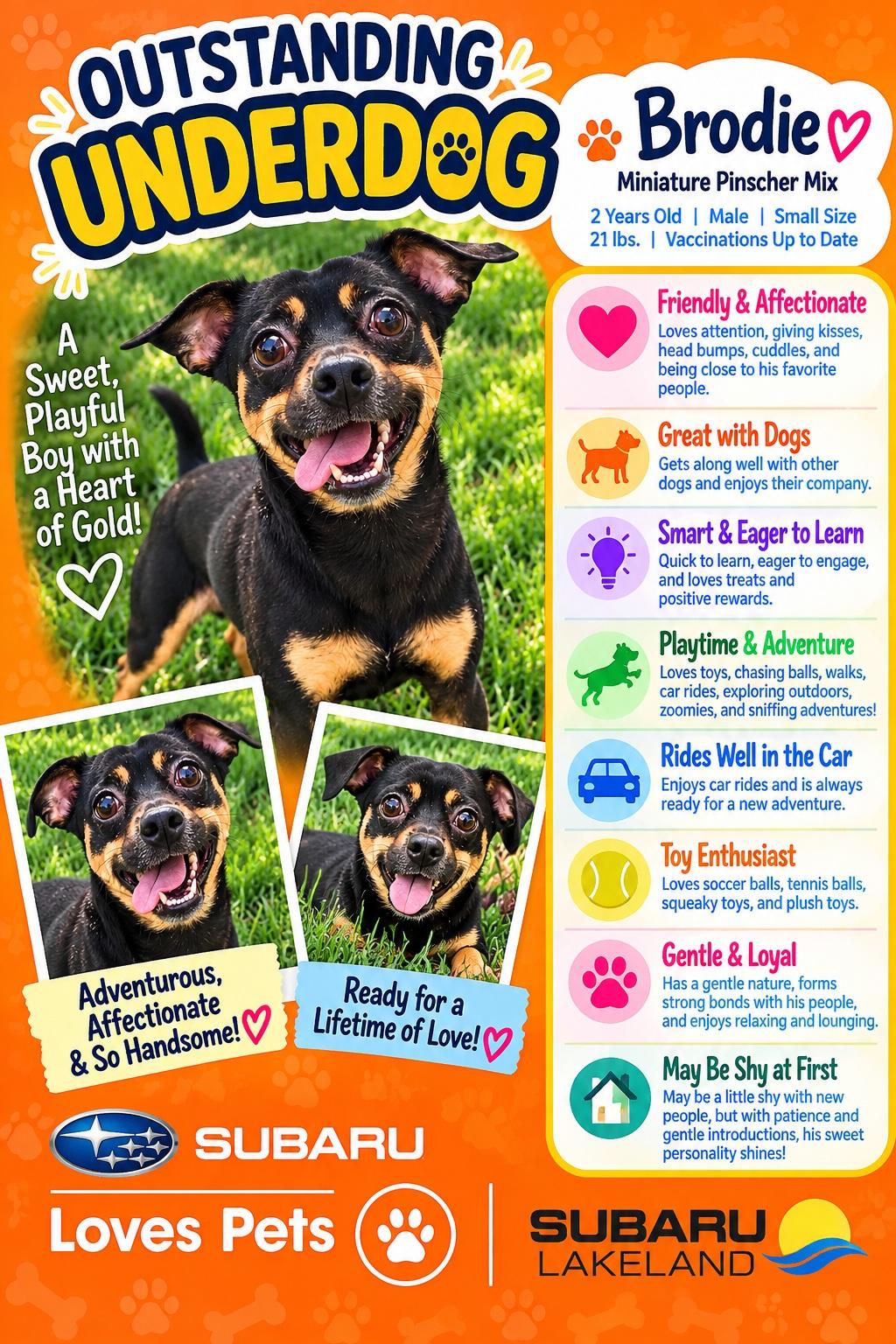 Enlarge Brodie, a Adoptable mixed breed in Winter Haven, FL image 1/3