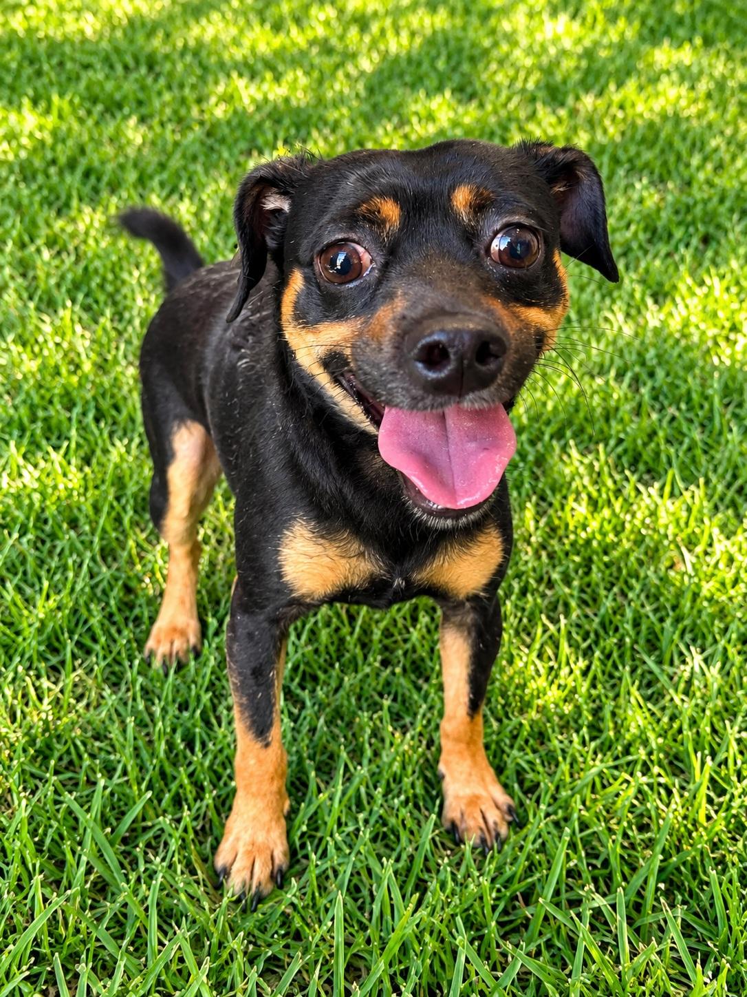 Enlarge Brodie, a Adoptable mixed breed in Winter Haven, FL image 3/3