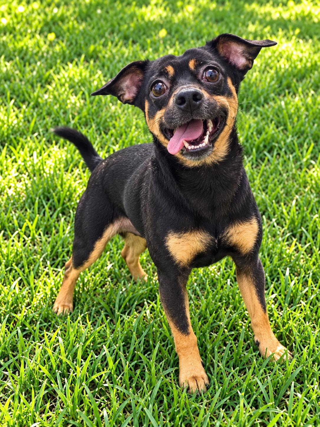Enlarge Brodie, a Adoptable mixed breed in Winter Haven, FL image 2/3