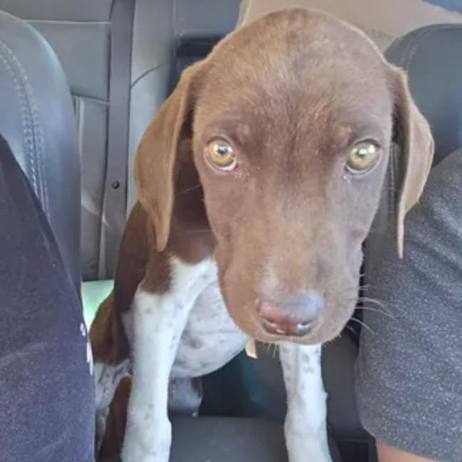 Enlarge Goose, a Adoption Pending German Shorthaired Pointer in Rogersville, MO image 1/2
