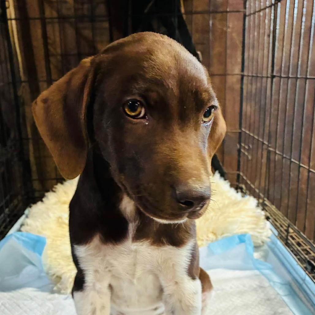 Enlarge Goose, a Adoption Pending German Shorthaired Pointer in Rogersville, MO image 2/2