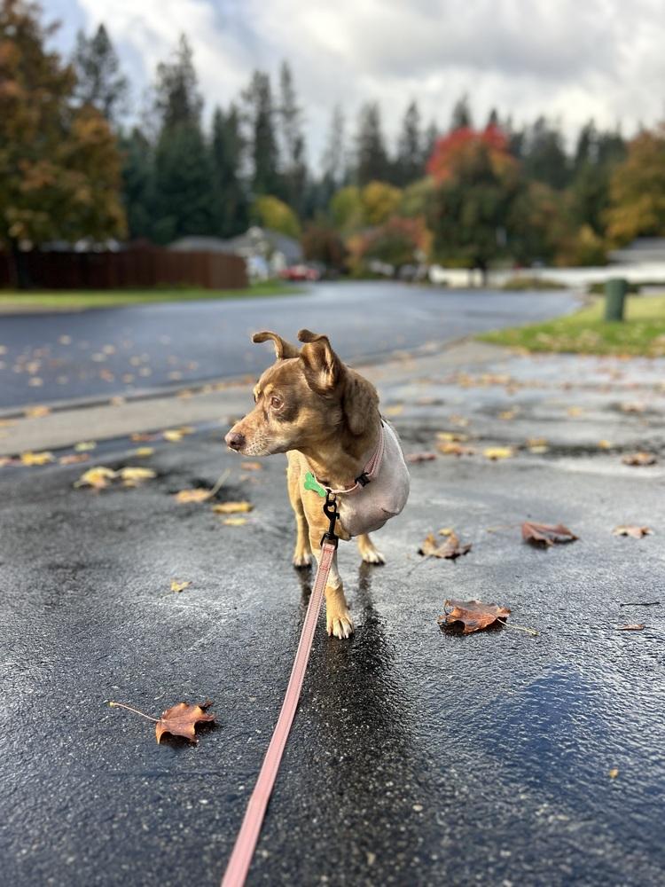 Penny, Adoptable, Adult Female Chihuahua.