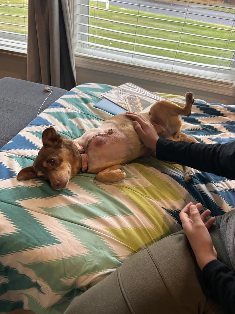 Penny, a Adoptable mixed breed in Rathdrum, ID image 2/6