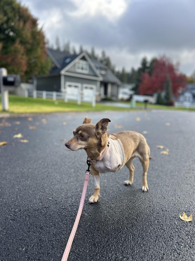 Penny, a Adoptable mixed breed in Rathdrum, ID image 3/6
