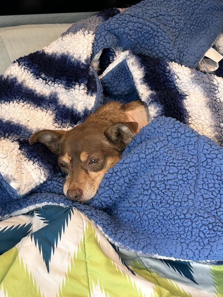 Penny, a Adoptable mixed breed in Rathdrum, ID image 4/6