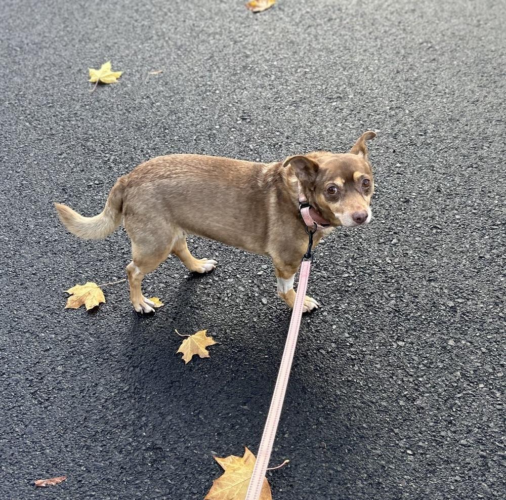 Penny, a Adoptable mixed breed in Rathdrum, ID image 5/6