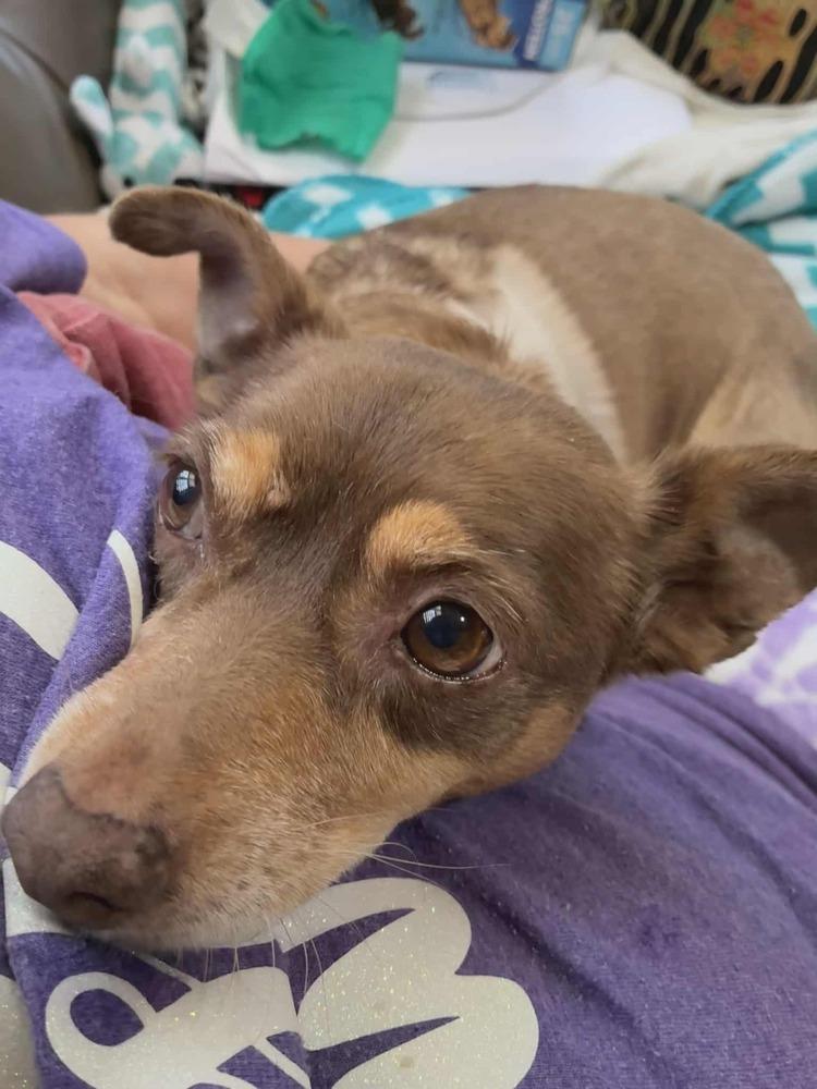 Penny, a Adoptable mixed breed in Rathdrum, ID image 6/6