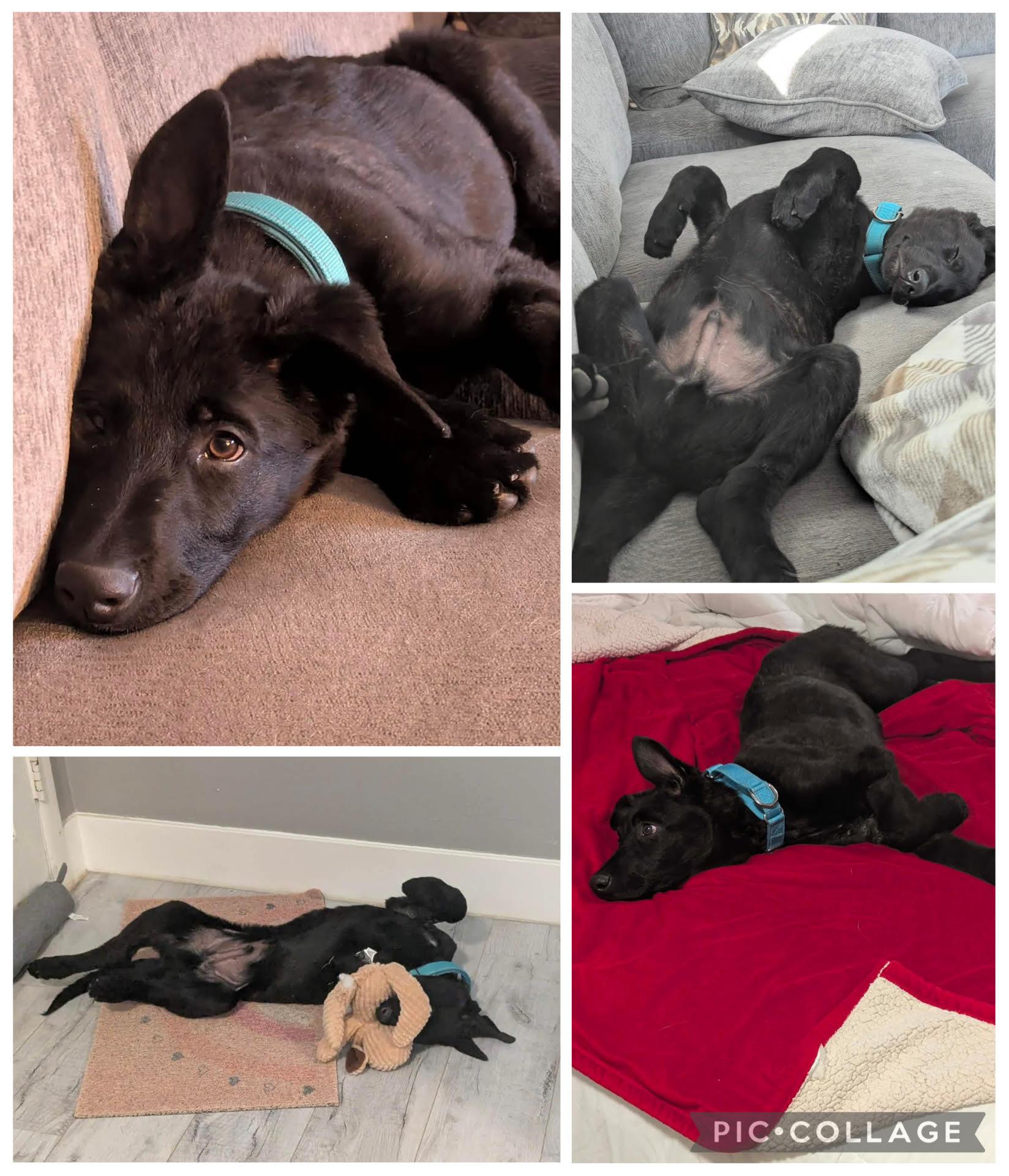 Cyprus, adopted, Young Male Mixed Breed.