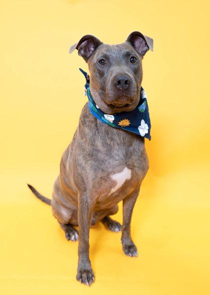 Enlarge Cash, a Adoptable mixed breed in North Miami Beach, FL image 2/5