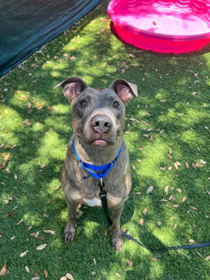 Enlarge Cash, a Adoptable mixed breed in North Miami Beach, FL image 3/5