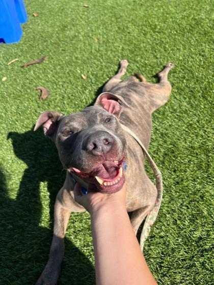 Enlarge Cash, a Adoptable mixed breed in North Miami Beach, FL image 2/3