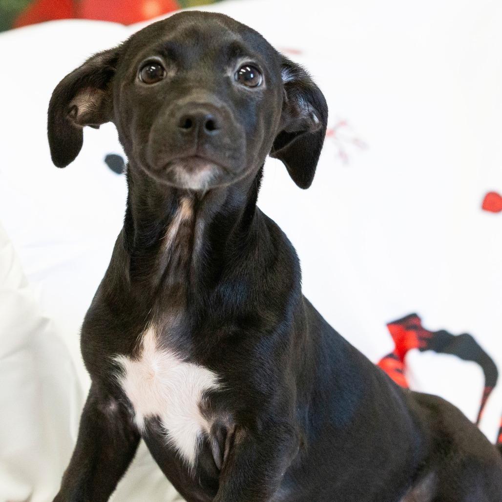 Elena, a Adoptable Mixed Breed in Cartersville, GA image 1/4