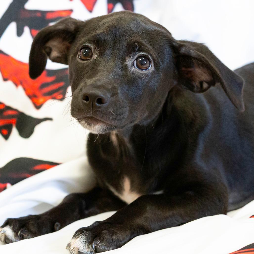 Elena, a Adoptable Mixed Breed in Cartersville, GA image 2/4