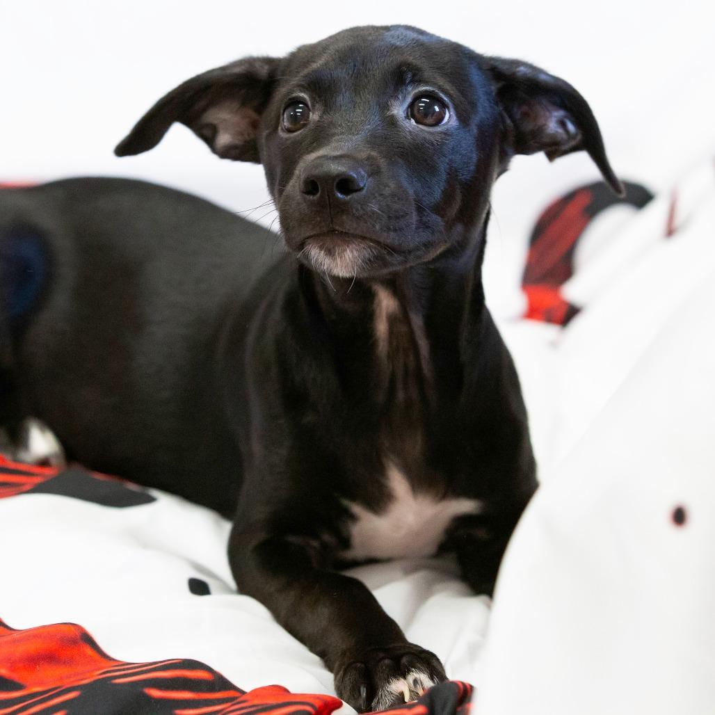 Elena, a Adoptable Mixed Breed in Cartersville, GA image 3/4