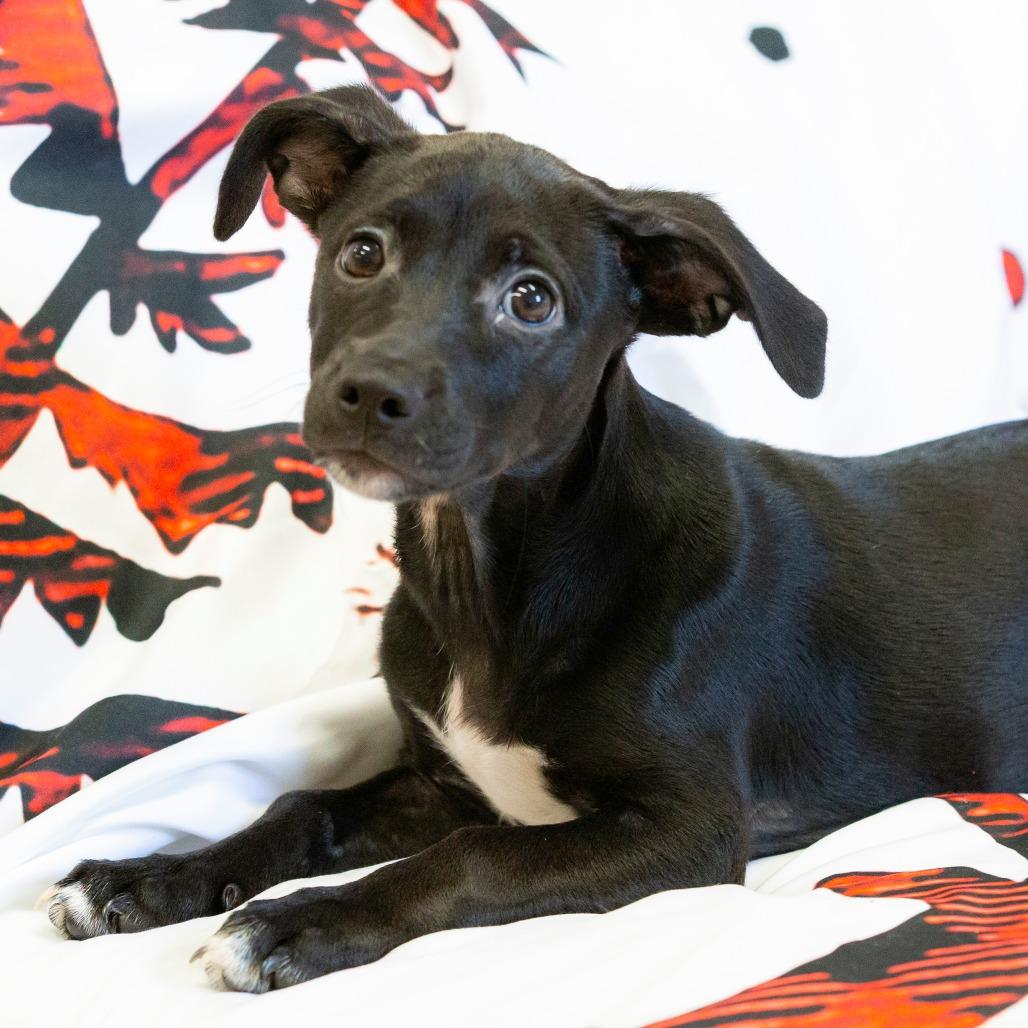 Elena, a Adoptable Mixed Breed in Cartersville, GA image 4/4