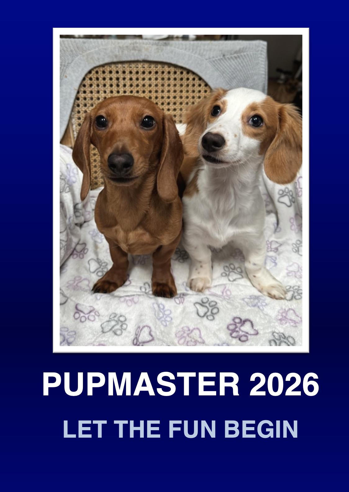 Enlarge Levi & Maddi, a Adoptable Dachshund in Morrisville, PA image 1/2