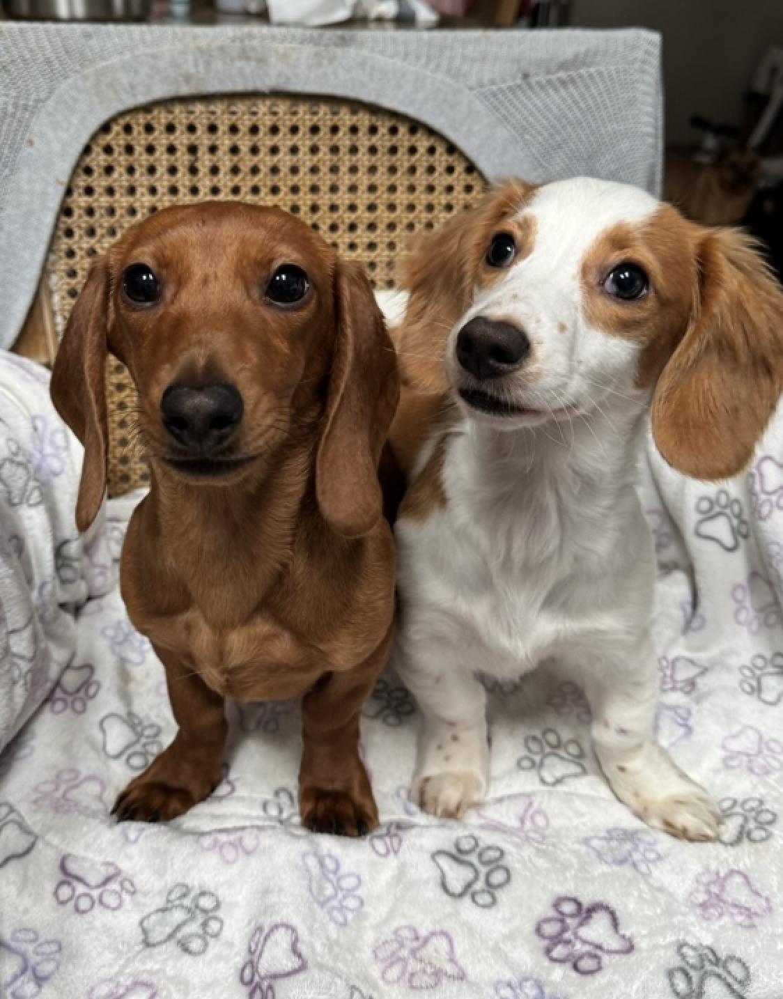 Enlarge Levi & Maddi, a Adoptable Dachshund in Morrisville, PA image 2/2