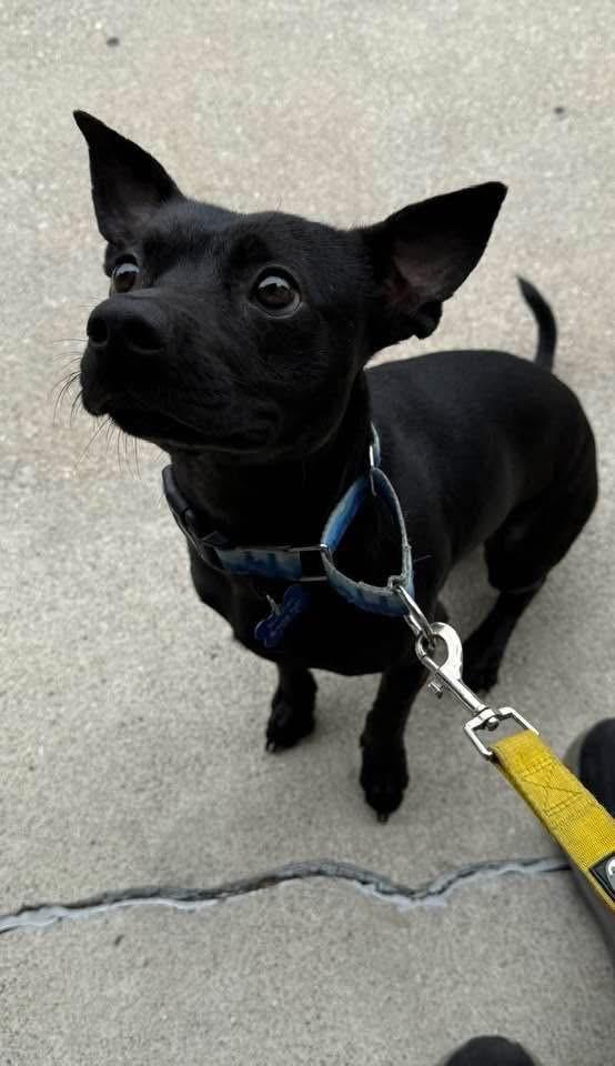 Enlarge Norman, a Adoptable mixed breed in Indianapolis, IN image 1/3