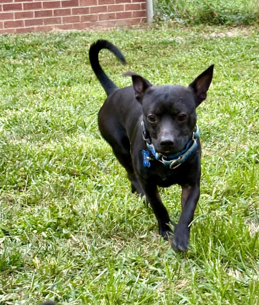 Enlarge Norman, a Adoptable mixed breed in Indianapolis, IN image 2/3