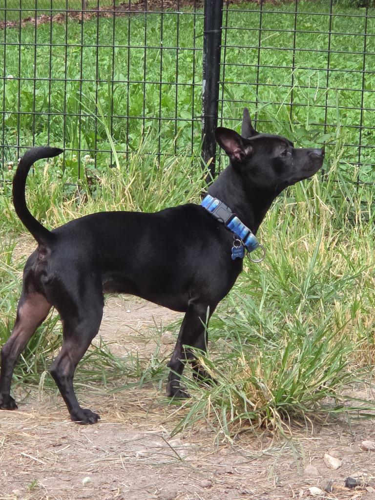 Enlarge Norman, a Adoptable mixed breed in Indianapolis, IN image 3/3